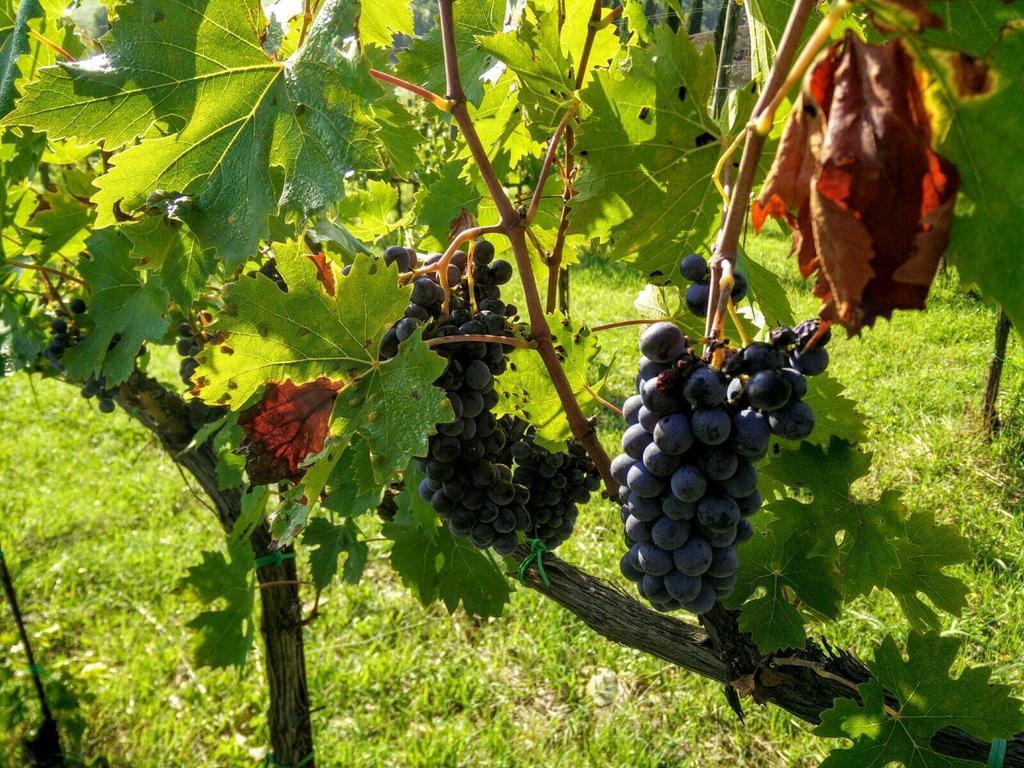 Podere Terreno Alla Via Della Volpaia Radda in Chianti Ngoại thất bức ảnh